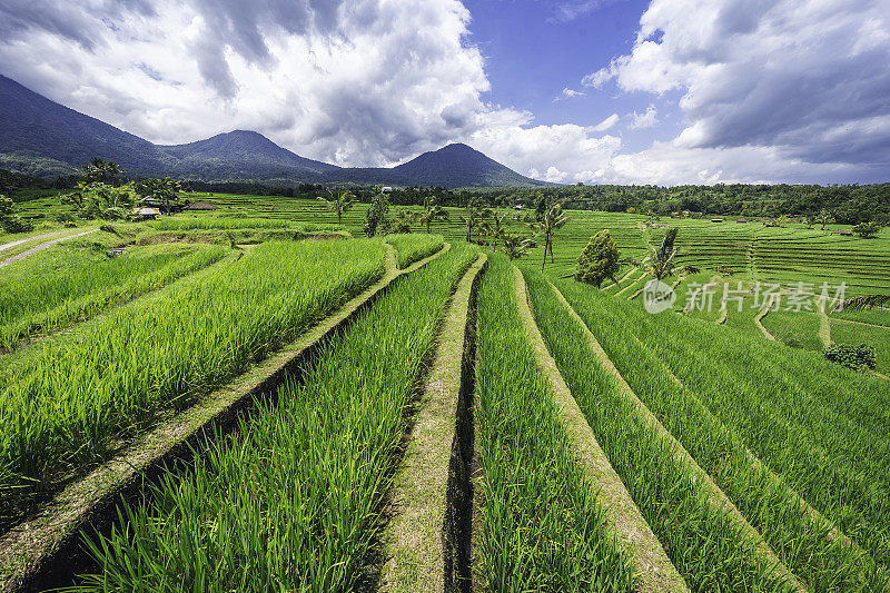 Jatiluwih 水稻梯田，巴厘岛，印度尼西亚